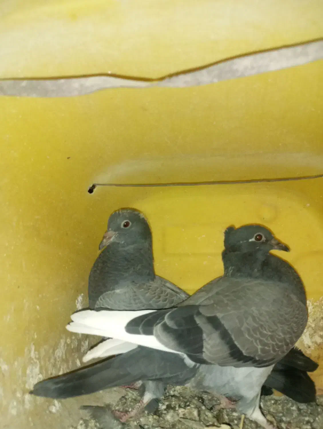 کبوتر|پرنده|باغ ملک, |دیوار