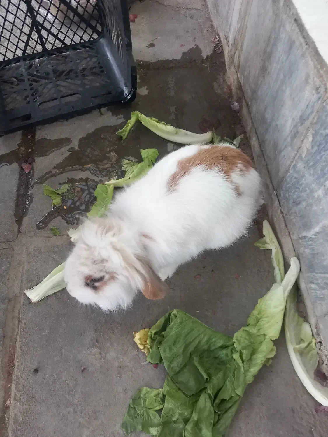 خرگوش خوشگل|موش و خرگوش|ملایر, |دیوار