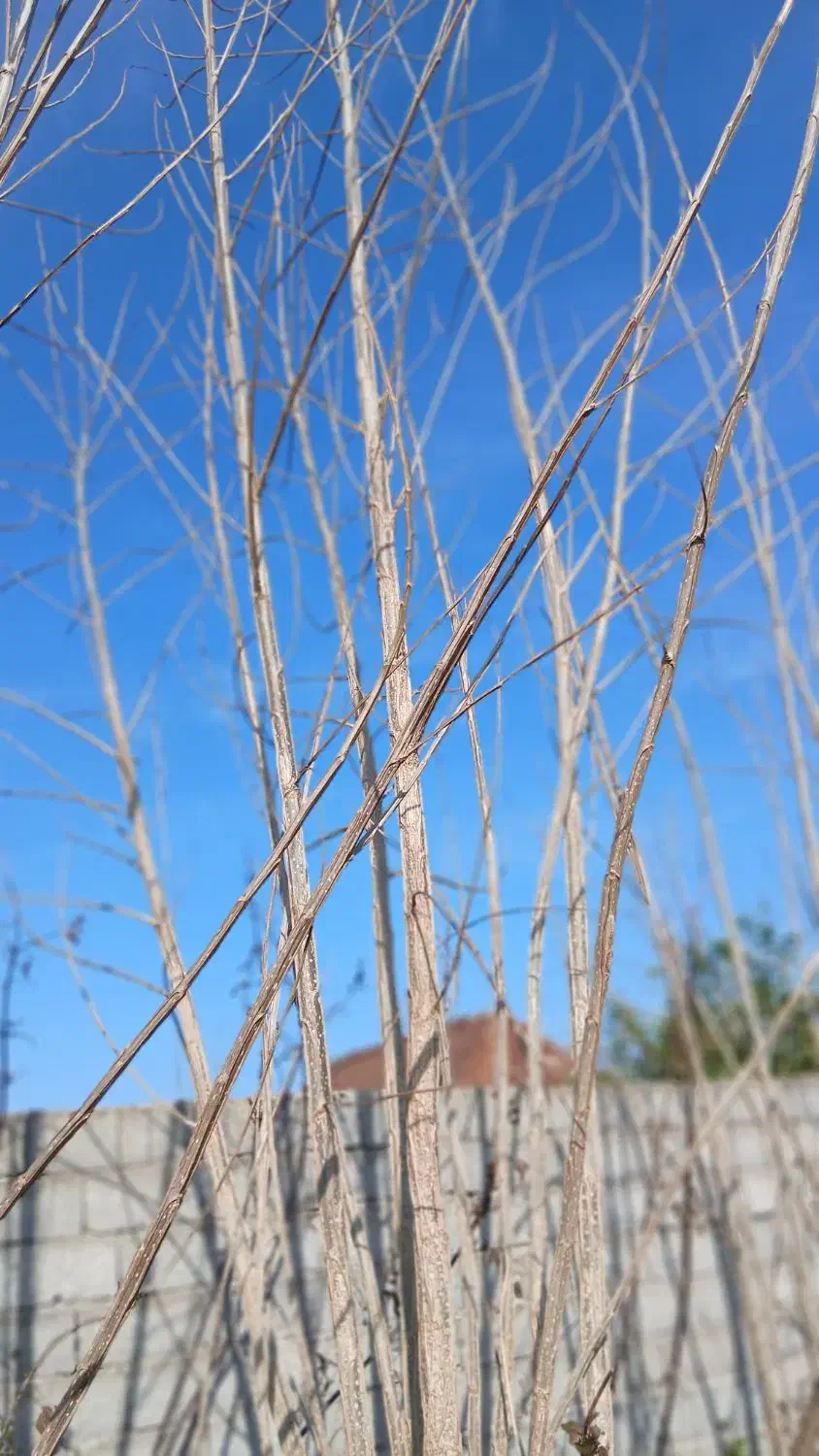 نهال سنوبر|گل و گیاه طبیعی|آستانه اشرفیه, |دیوار