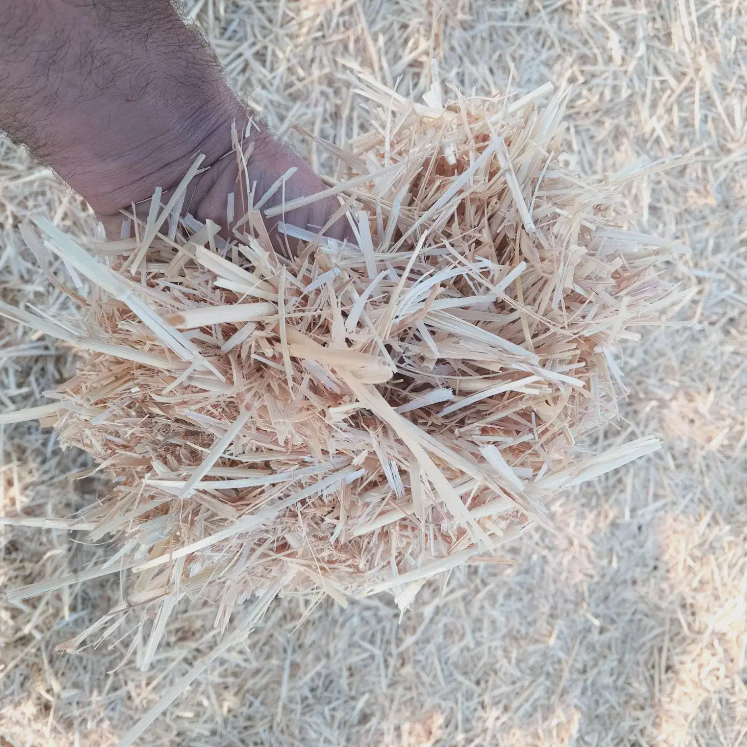 کاه یاسفال جو|خدمات باغبانی و درختکاری|خلیل آباد, |دیوار