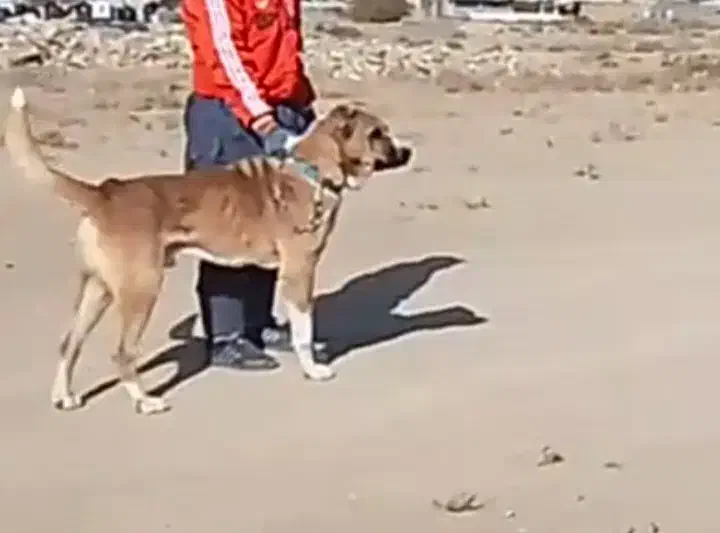 سگ سرابی|سگ|ملایر, |دیوار