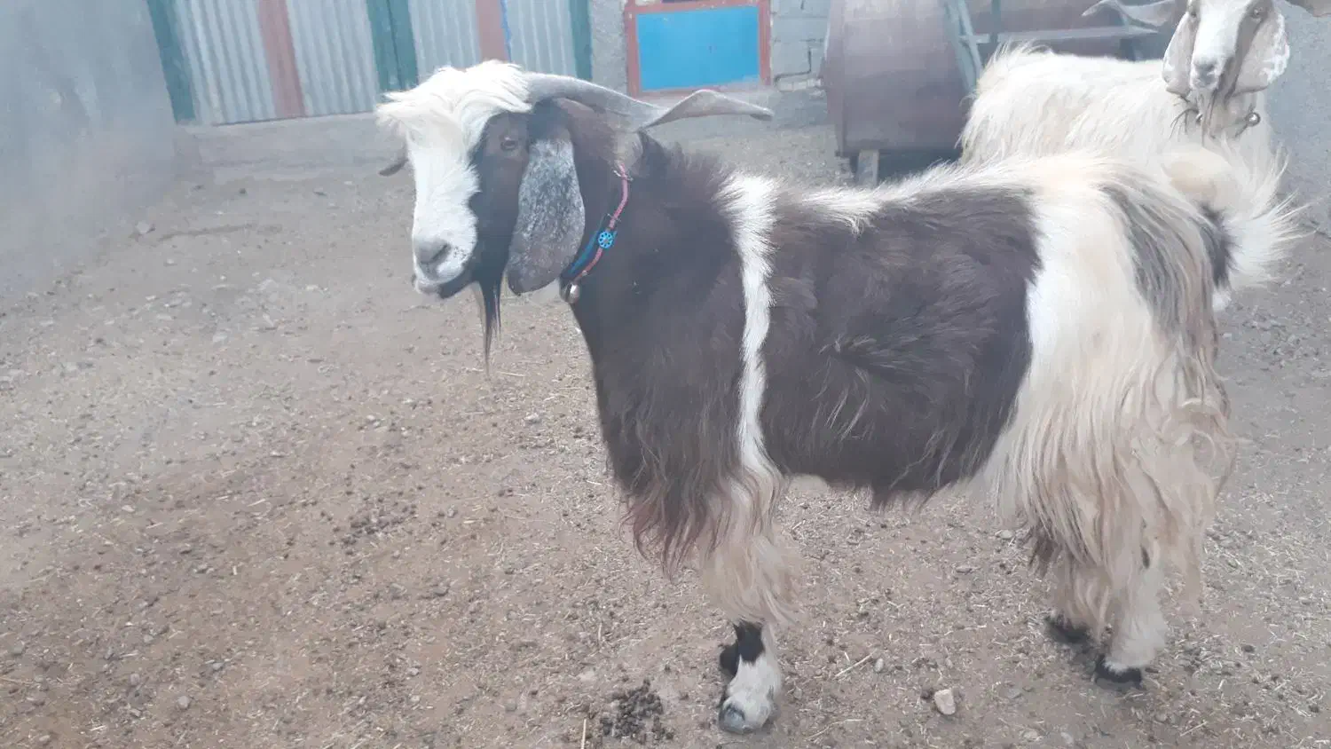 فروشی|حیوانات مزرعه|کوهدشت, |دیوار