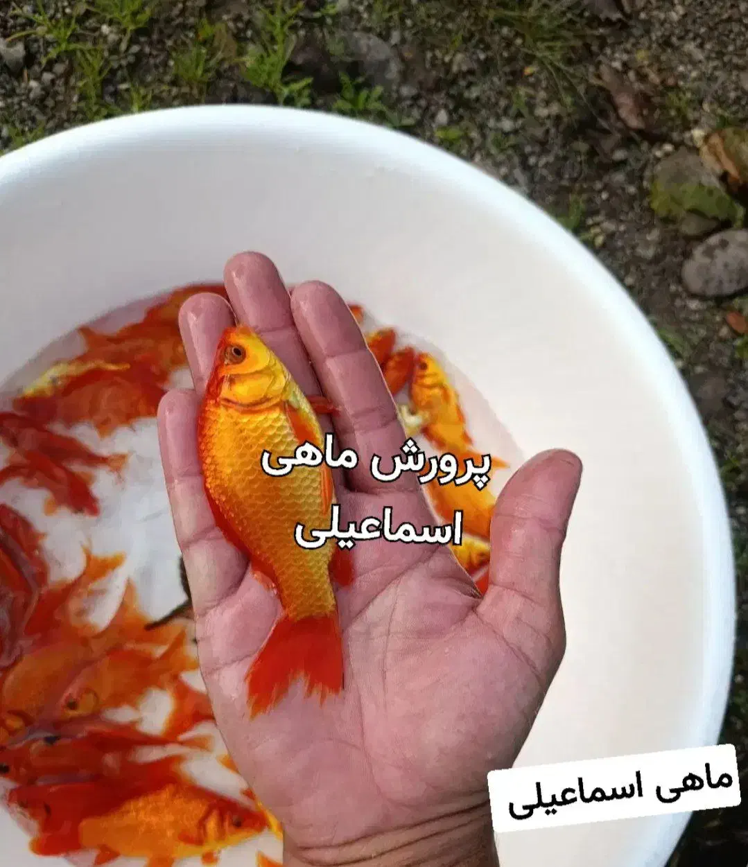 ماهی گلدفیش|ماهی|قم, شهر قائم|دیوار