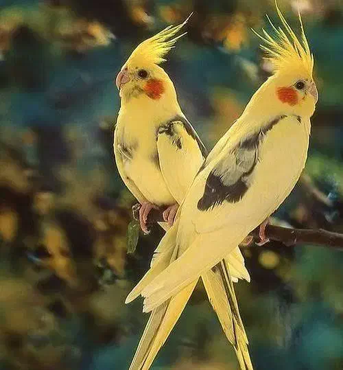 نیازمند راهنمایی|پرنده|قم, صدوق|دیوار