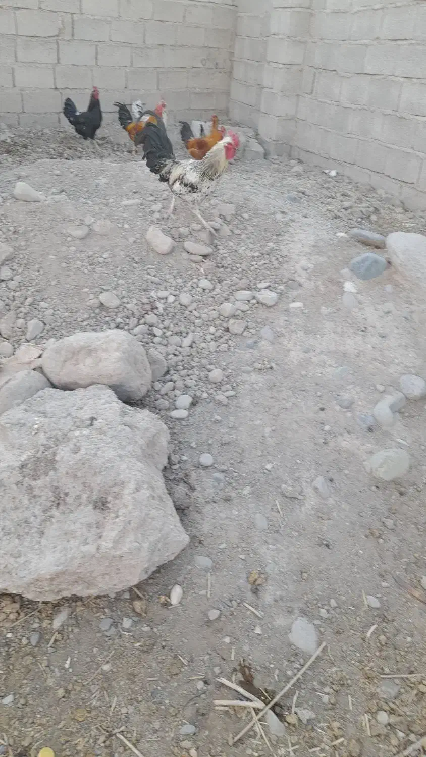 خروس محلی|حیوانات مزرعه|جیرفت, |دیوار