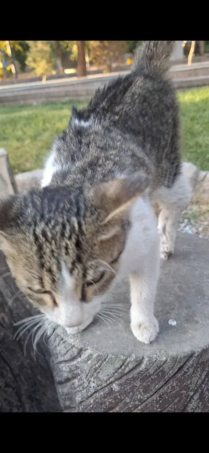 واگذاری گربه|گربه|کرمان, |دیوار