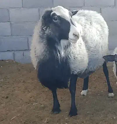 قوچ رومانوف مخصوص چند قلو زایی|حیوانات مزرعه|قم, پردیسان|دیوار