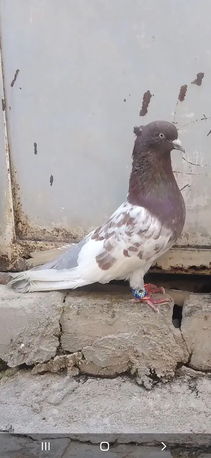 کبوتر کله ای|پرنده|فیروزآباد (فارس), |دیوار