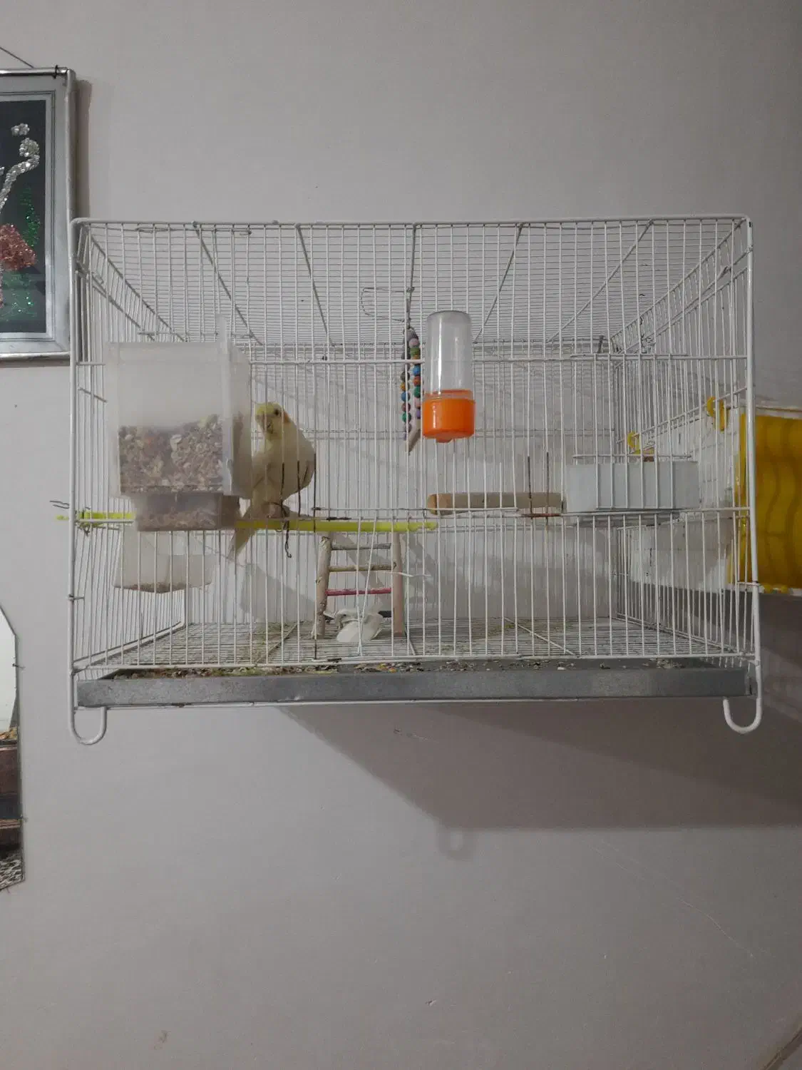 با سلام ی جفت عروس|پرنده|مشهد, شهرک مهرگان|دیوار