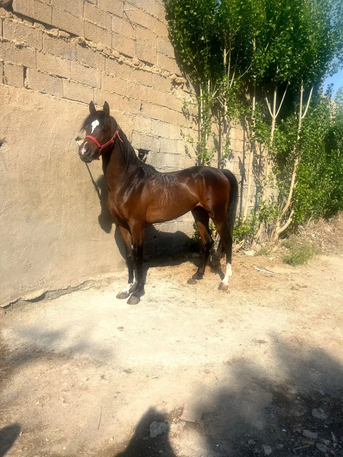 خرید و فروش اسب کرد و عرب اموزش سوارکاری|اسب و تجهیزات اسب‌سواری|تهران, سعیدآباد|دیوار