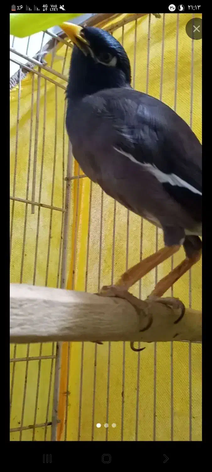 مینا سخنگو|پرنده|مشهد, ایثار|دیوار