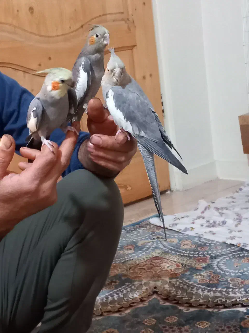 عروس هلندی سینامون|پرنده|تهران, هفده شهریور|دیوار