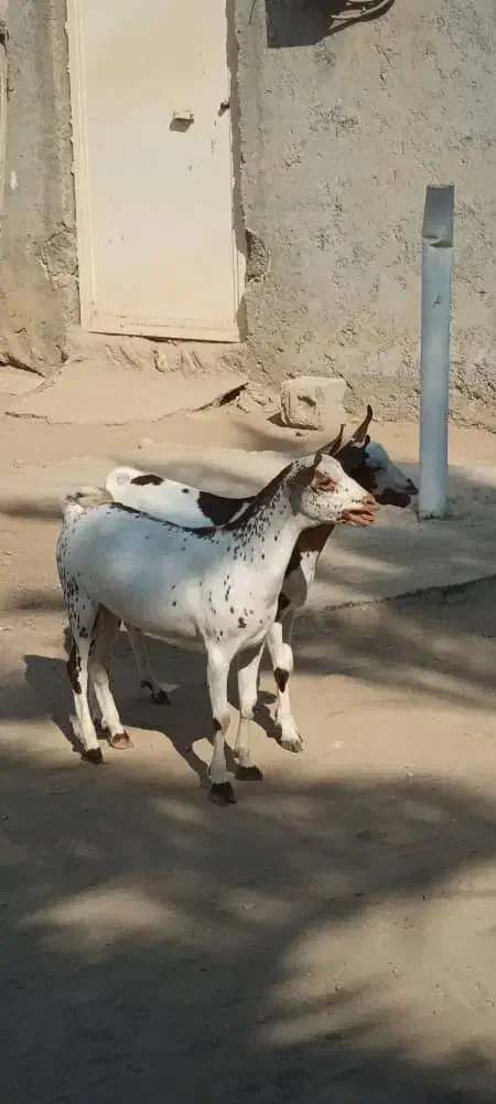 نر گل توپی|حیوانات مزرعه|بندرعباس, |دیوار