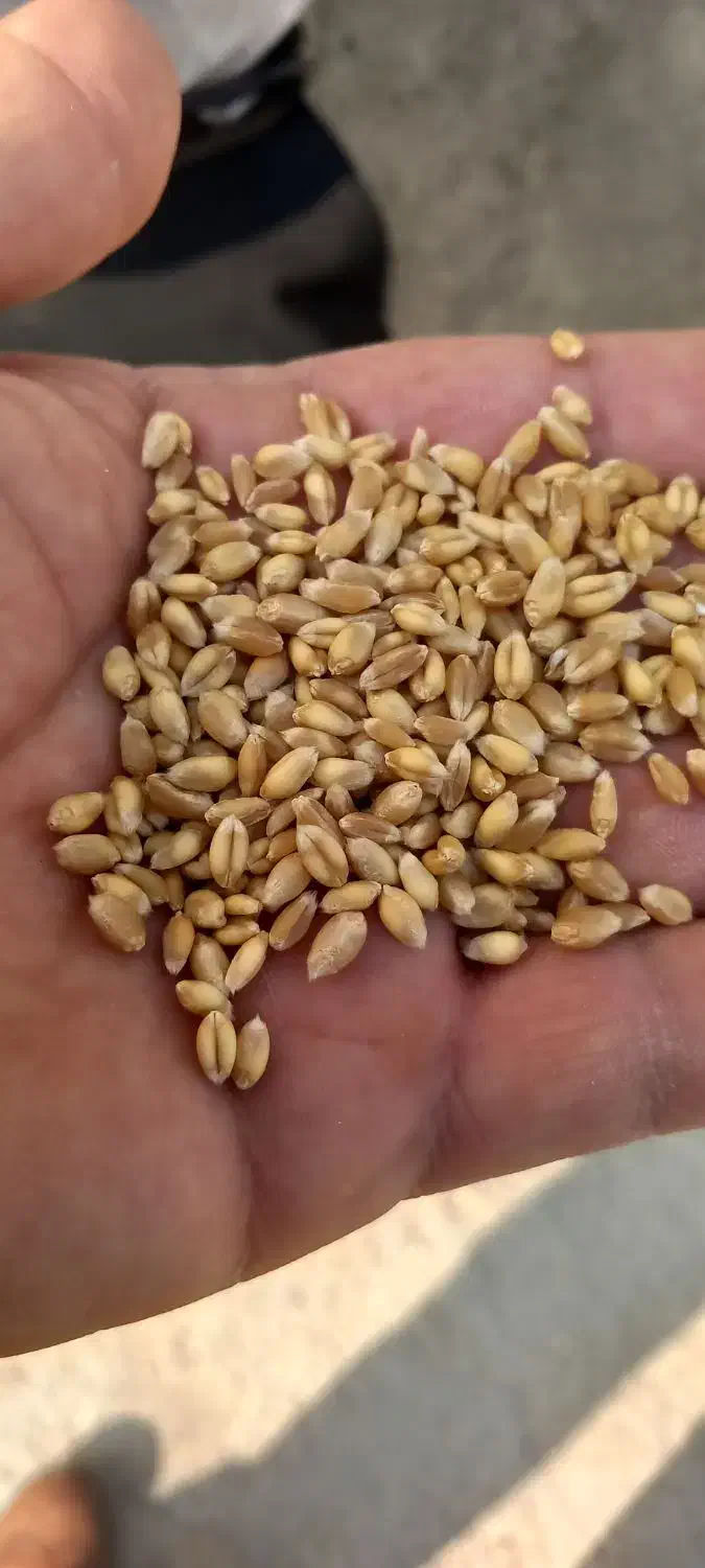 فروش‌گندم‌ابی‌بوجار.۱۳تن|خوردنی و آشامیدنی|الیگودرز, |دیوار