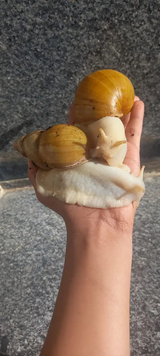 حلزون البینو و اچاتینا|خزنده|شیراز, بریجستون|دیوار