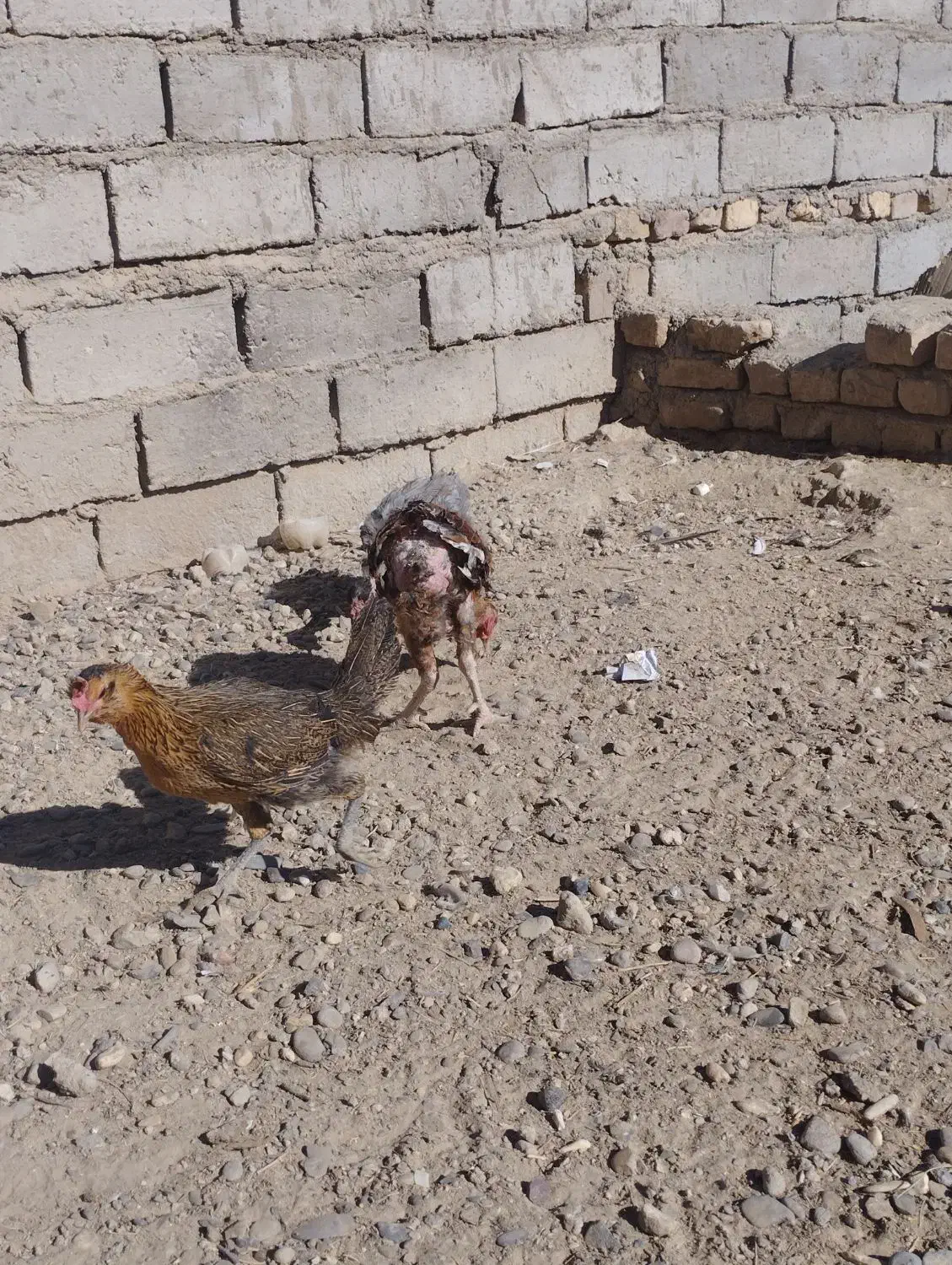 اردک خارجی بوقلمون مرغ قوقاز|حیوانات مزرعه|زابل, |دیوار