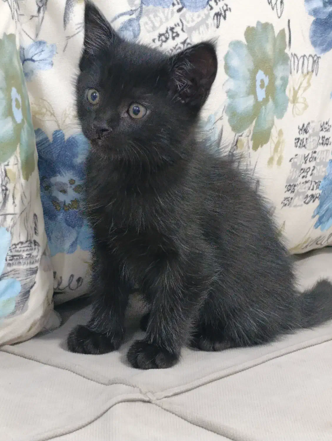 واگذاری گربه سه ماهه|گربه|خوی, |دیوار