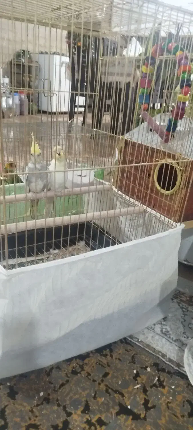 جفت به شرط تخم و جوجه|پرنده|داورزن, |دیوار