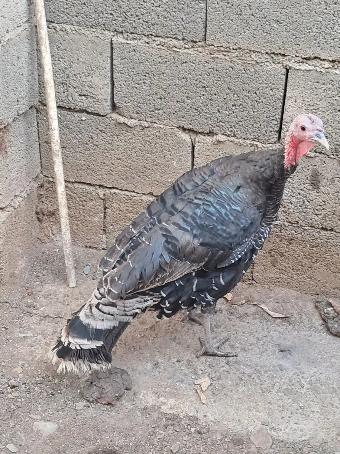 بوقلمون محلی|حیوانات مزرعه|بانه, |دیوار