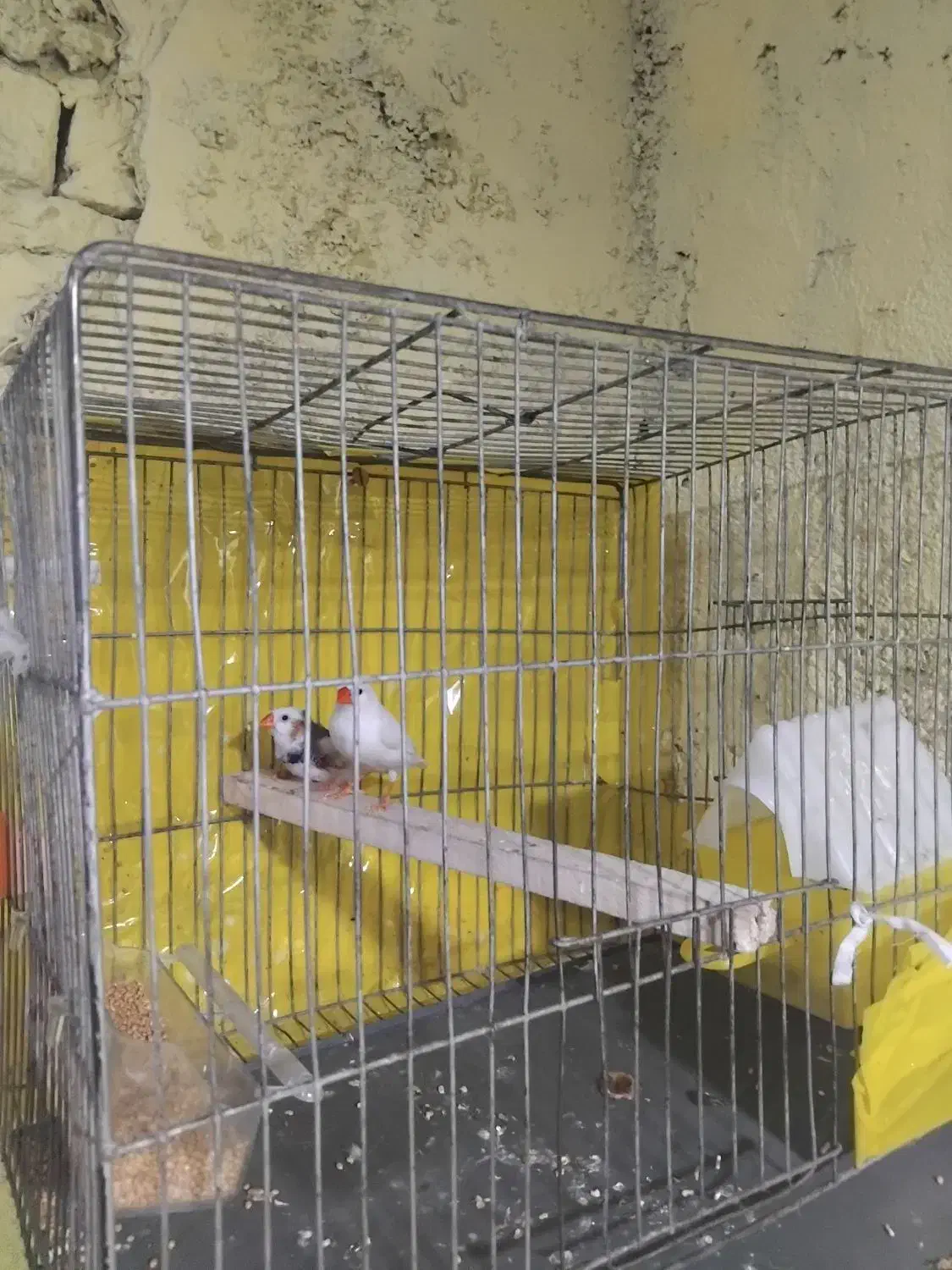 پرنده|پرنده|ایرانشهر, |دیوار