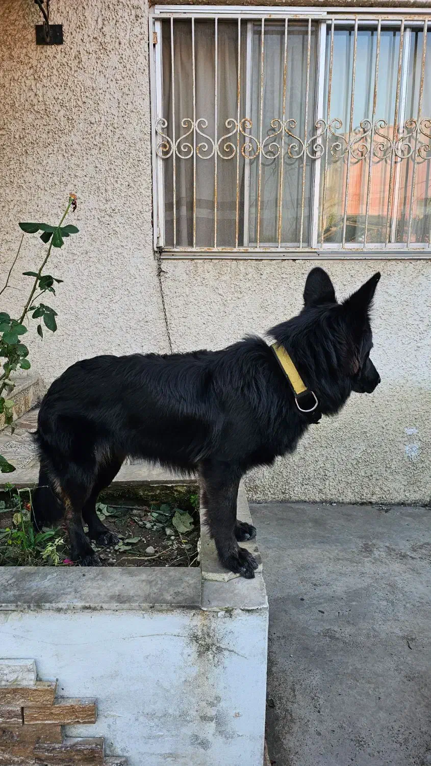 سگ ژرمن مشکی گمشده محدوده متل قو|سگ|سلمانشهر, |دیوار