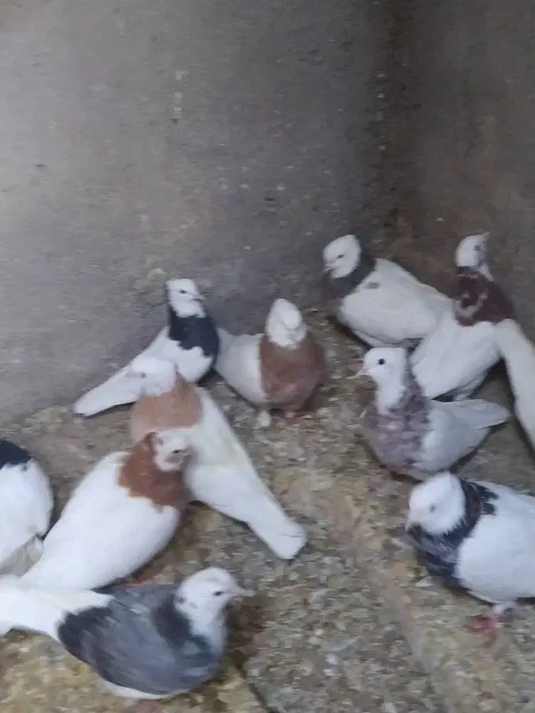 کبوتر طوقی|پرنده|شال, |دیوار