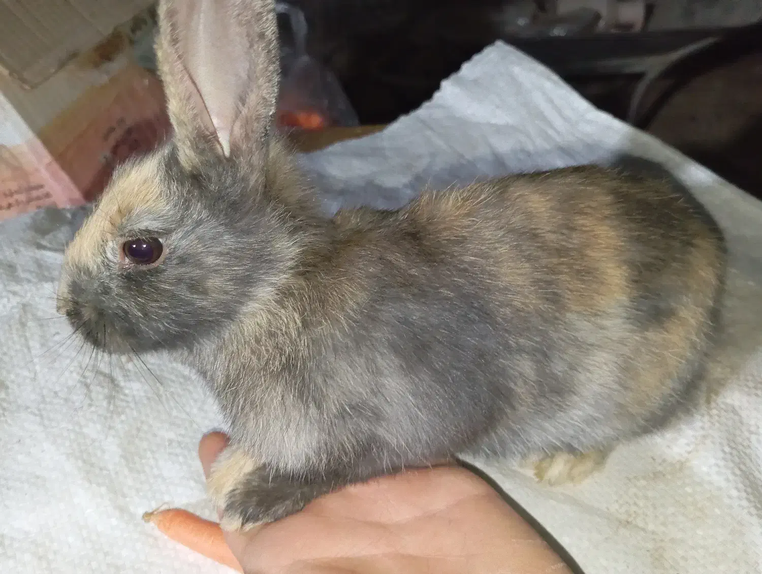 ۲تا بچه خرگوش|موش و خرگوش|نجف‌آباد, کشاورز|دیوار