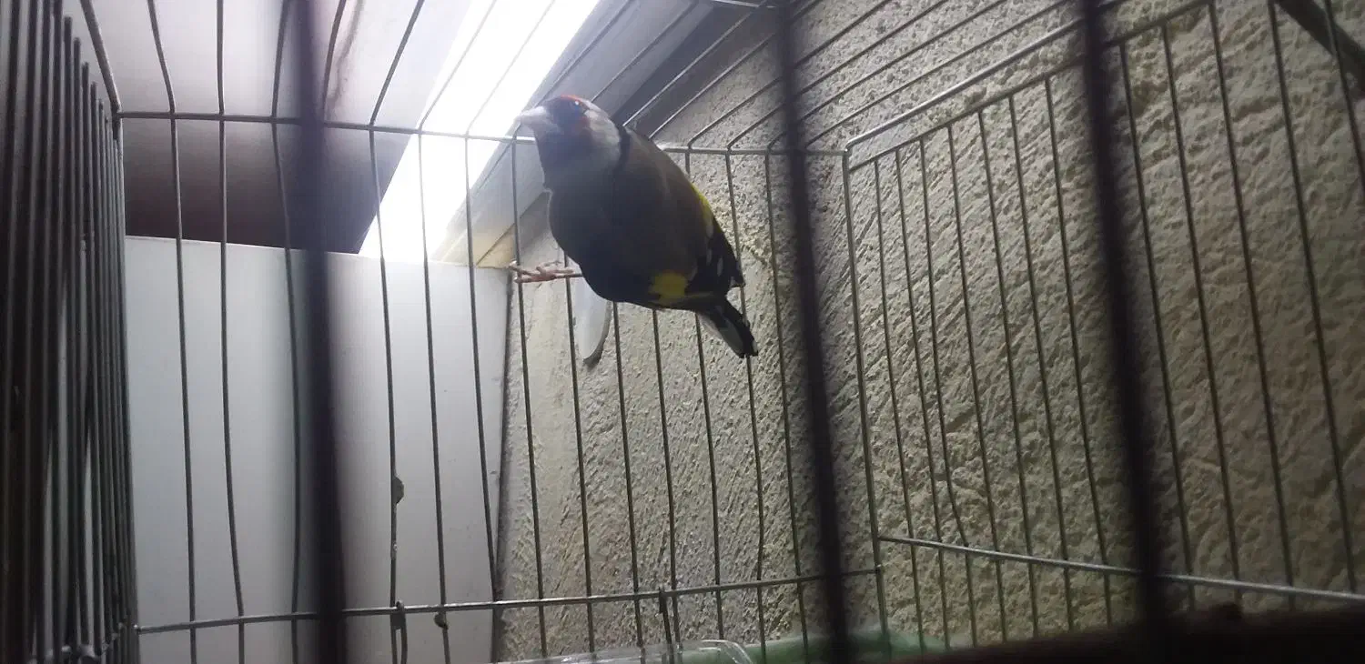 سهره نره پاییزه معاوضه با ماده قناری|پرنده|بروجرد, |دیوار