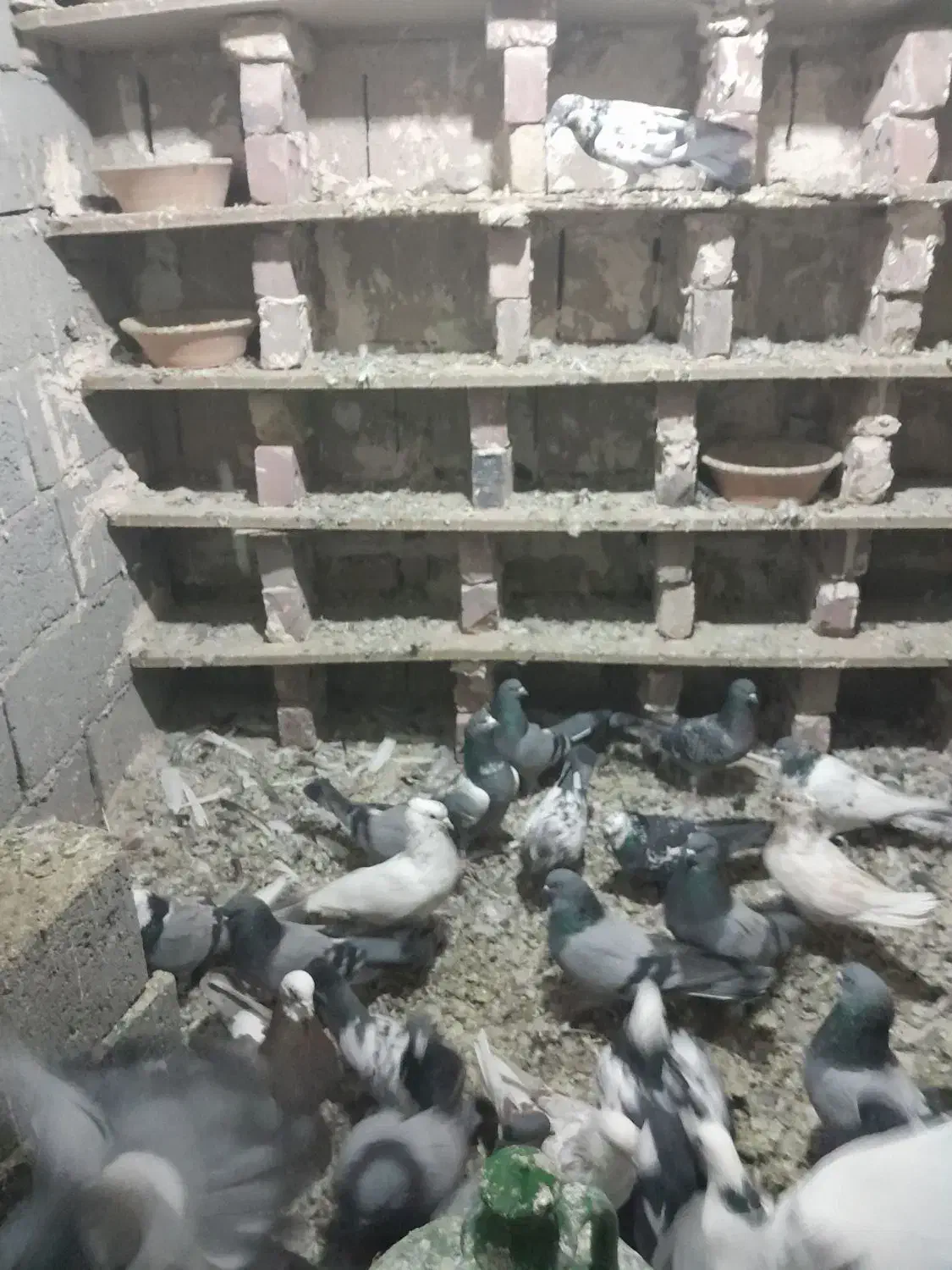 سالم و سرحال|پرنده|لیلان, |دیوار