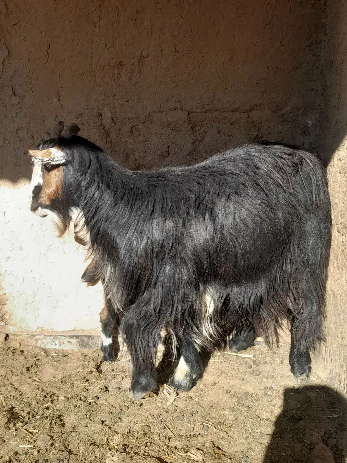 بز وکهر|حیوانات مزرعه|شیراز, داریون|دیوار