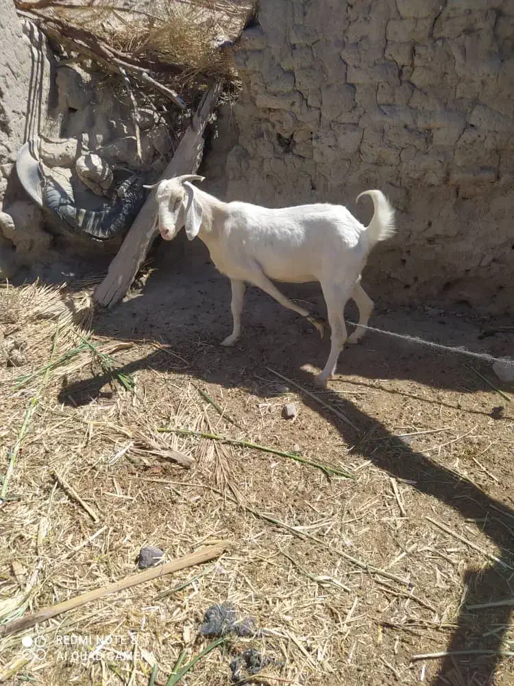 بزفروشی مری|حیوانات مزرعه|مهرستان, |دیوار