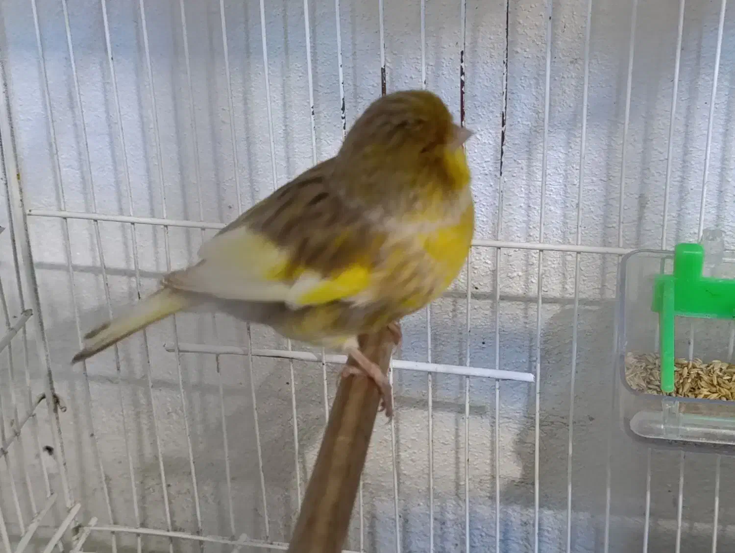 قناری گلاستر اورجینال تکی نر ۵میلییون ماده ۴|پرنده|محمودآباد, |دیوار