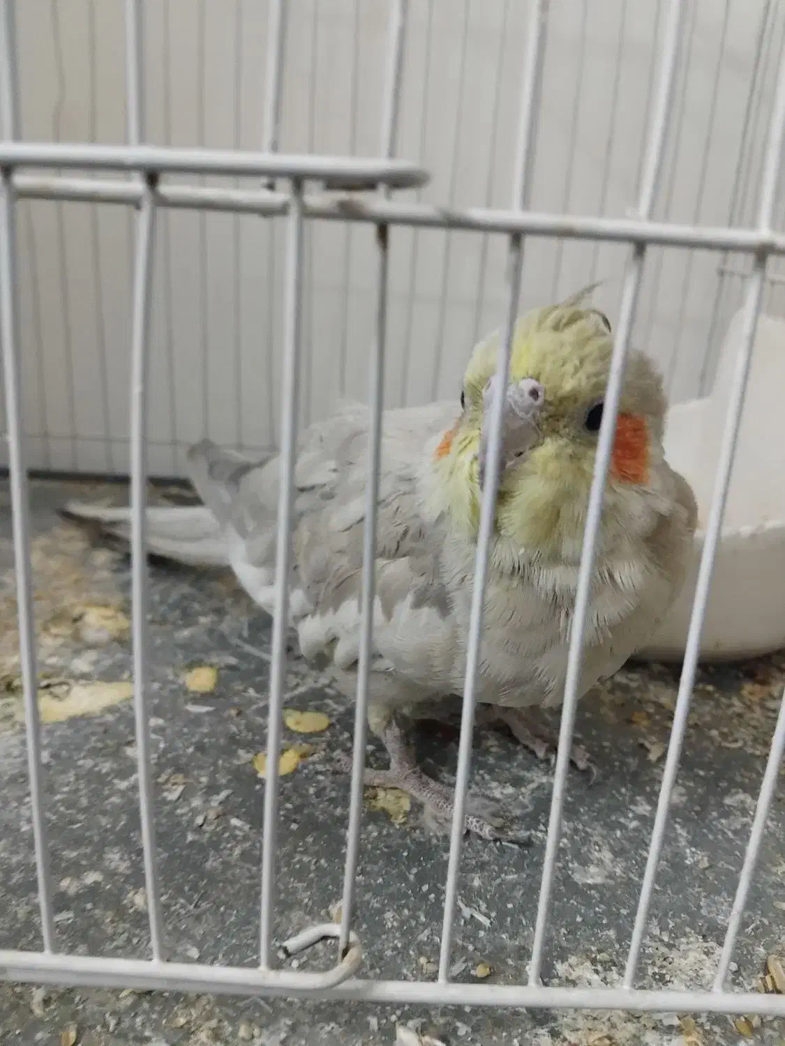 عروس هلندی|پرنده|شاندیز, |دیوار