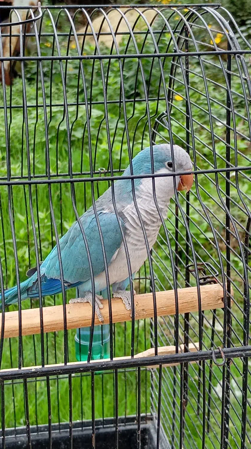 طوطی راهبه بلو اسکای نر سخنگو معاوضه با ملنگو|پرنده|صومعهسرا, |دیوار