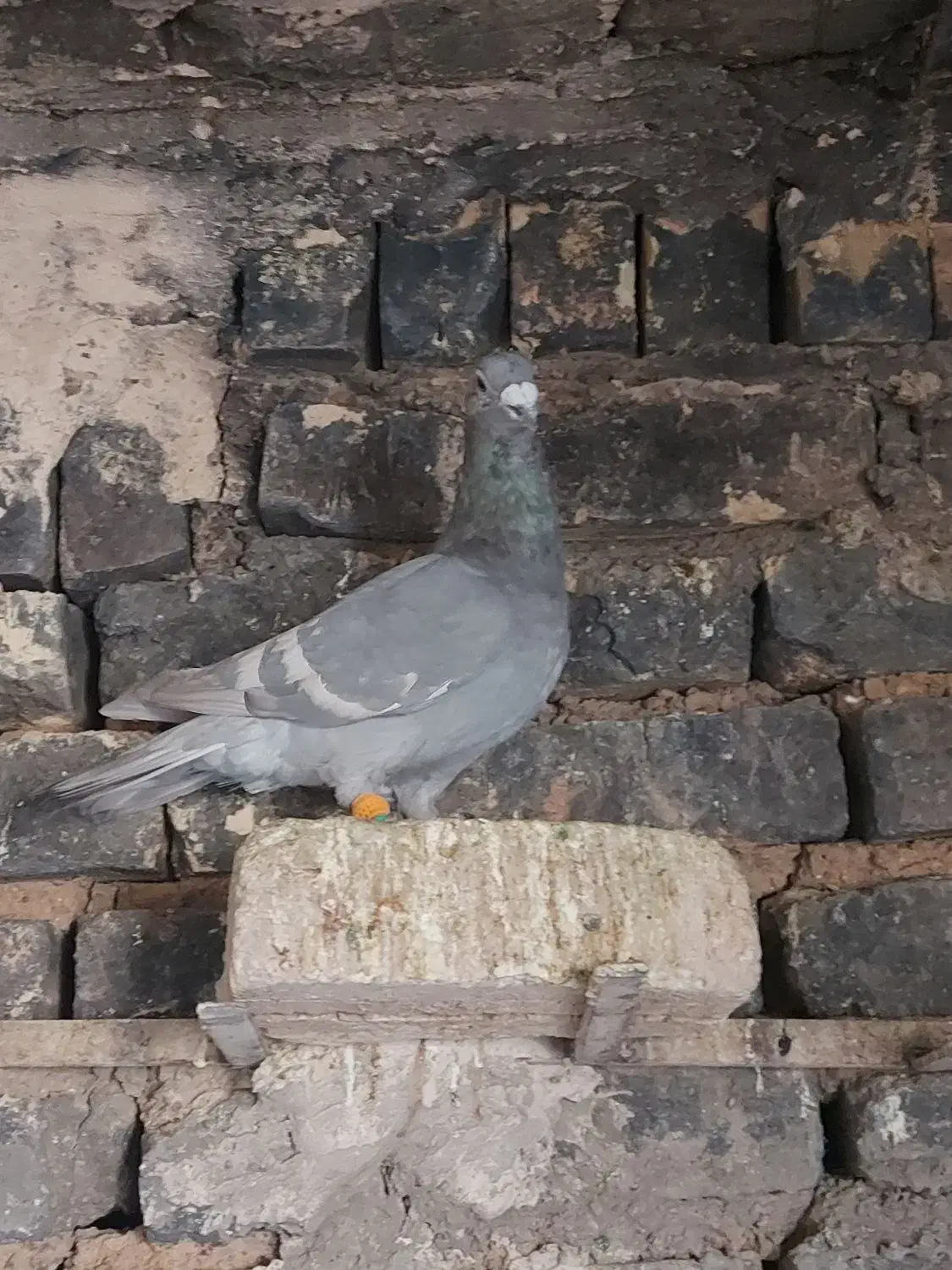 کفتر پلاکی|پرنده|صدرا-فارس, فاز ۱|دیوار