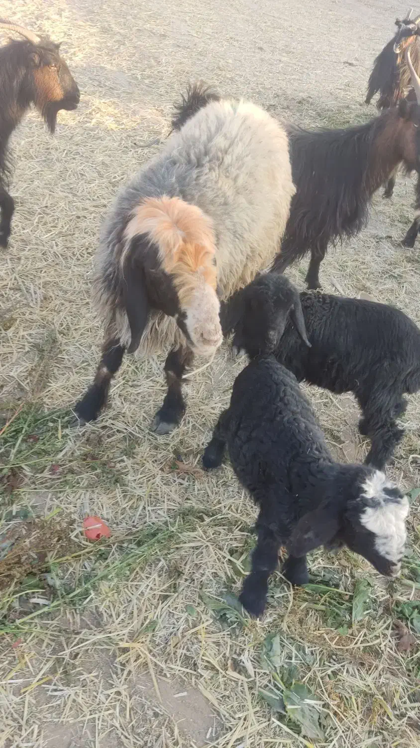 شیشک فروشی|حیوانات مزرعه|پاسارگاد, |دیوار