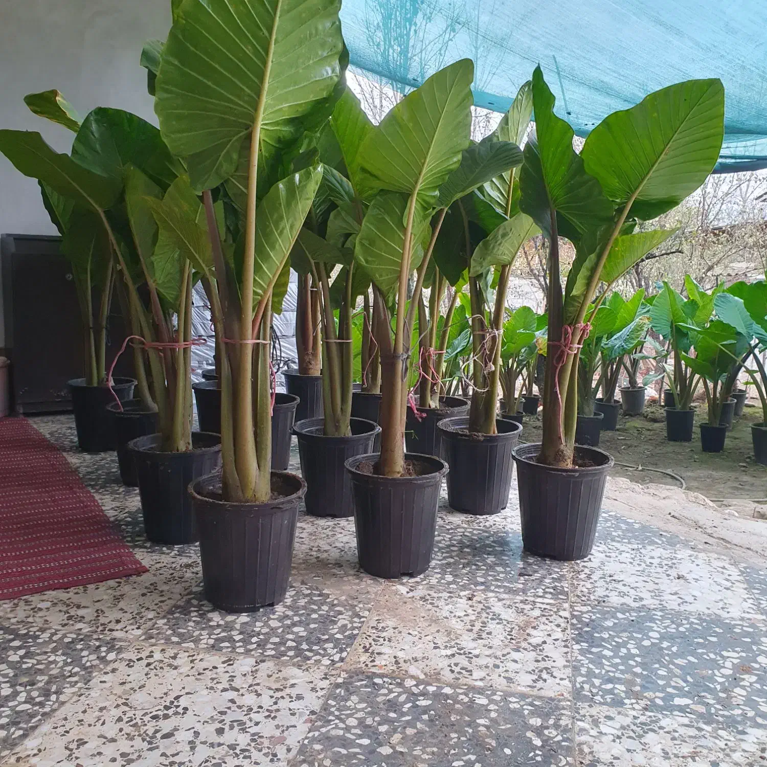 گل بابا آدم تنه قرمز|گل و گیاه طبیعی|مرزیکلا, |دیوار