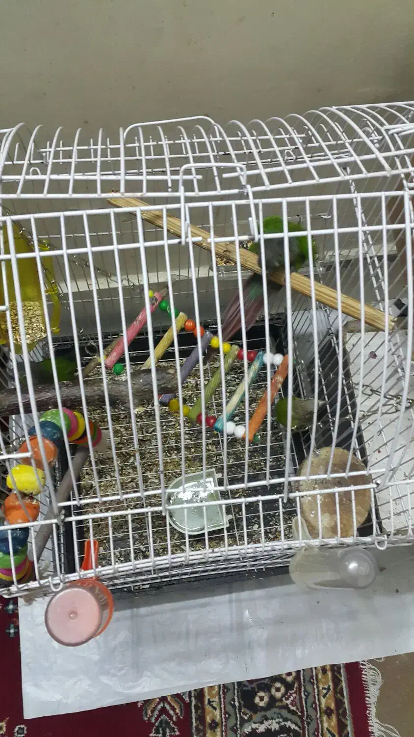 طوطی گریینچیک|پرنده|مشهد, عیدگاه|دیوار