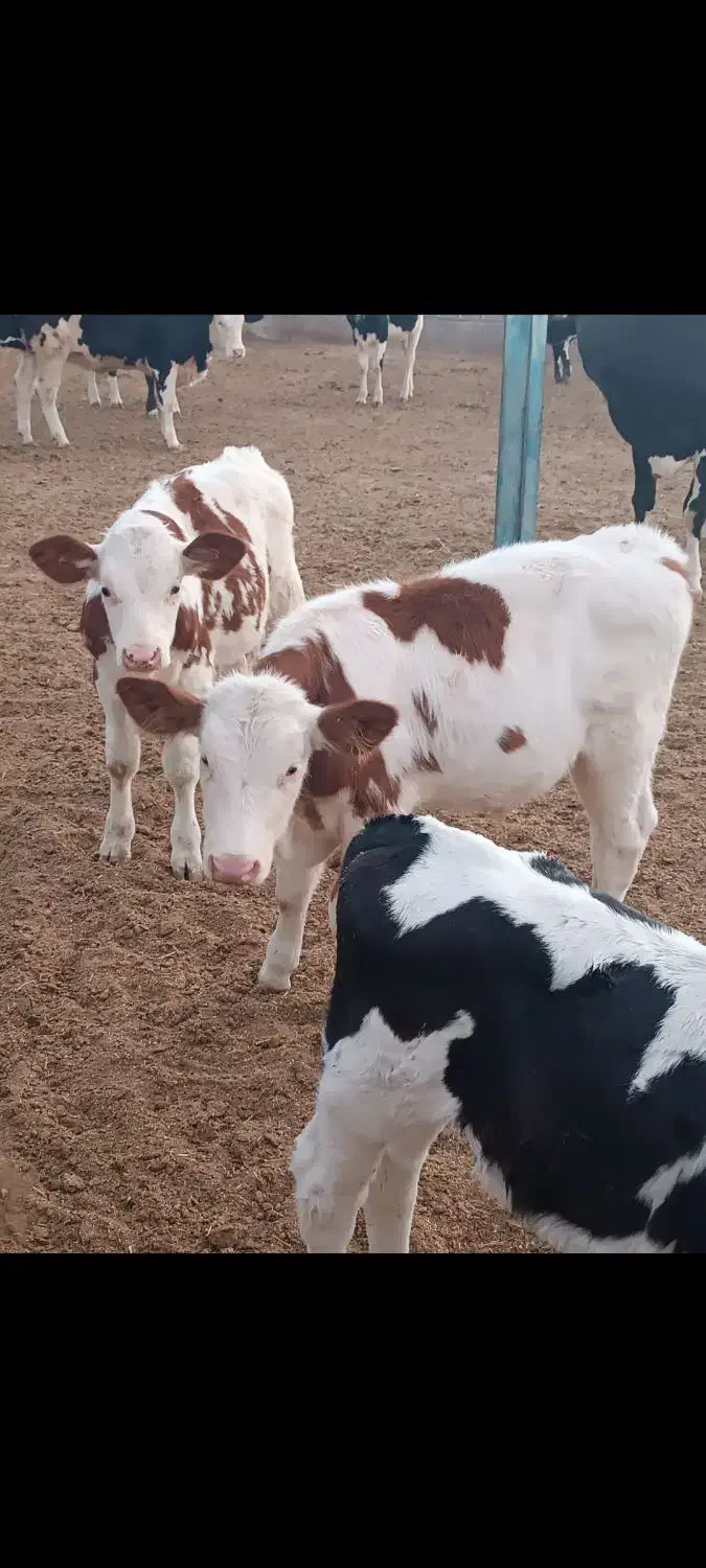 گوساله پرواری|حیوانات مزرعه|باشتین, |دیوار