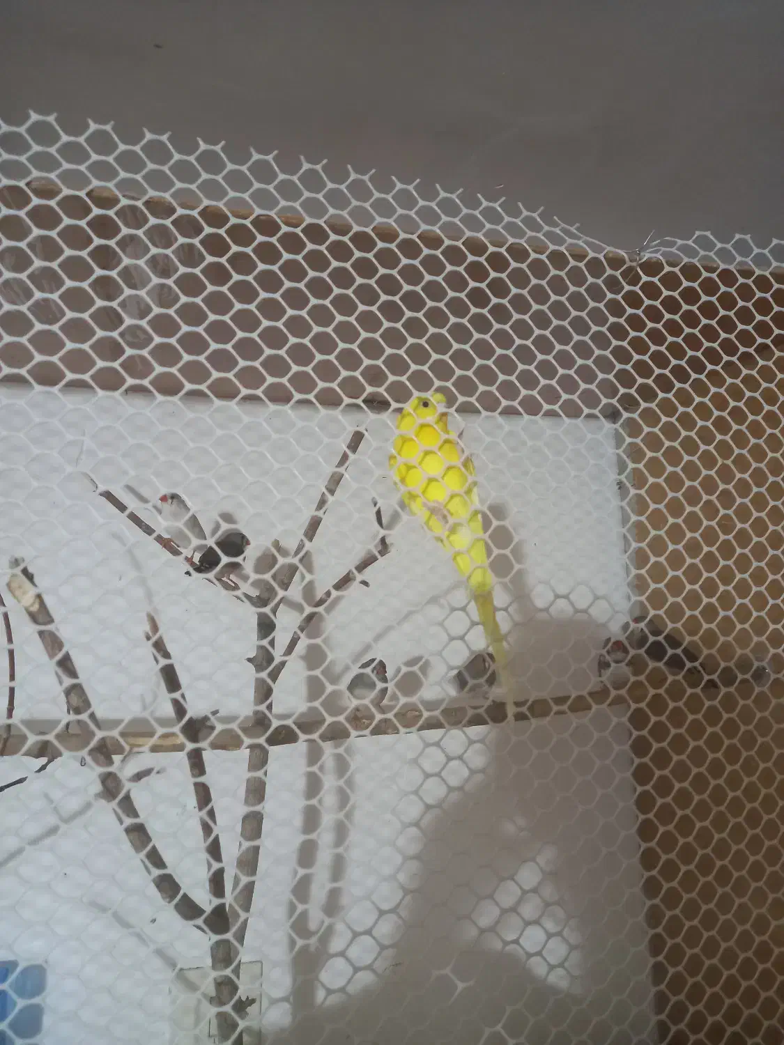 مرغ عشق و فنچ حراج|پرنده|شیراز, شهرک سراج‎|دیوار