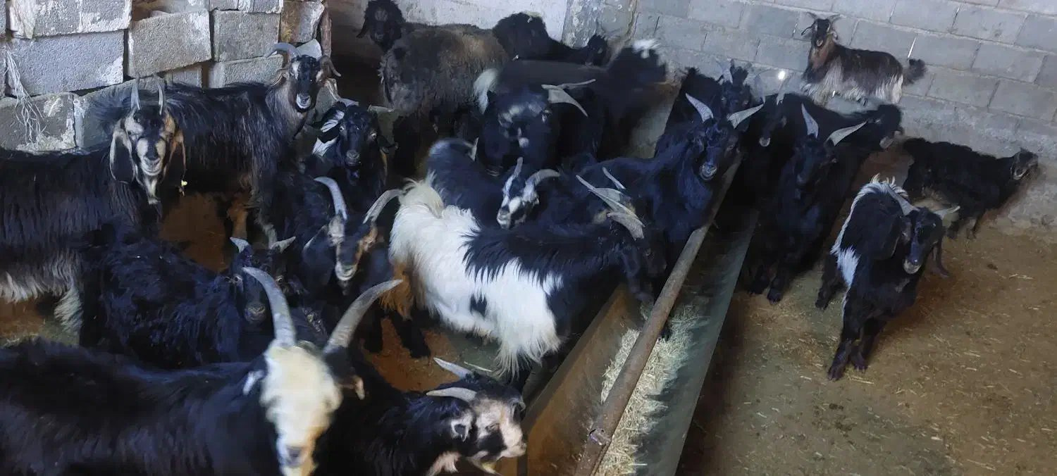 ۴۰عدد کهره|حیوانات مزرعه|حسن آباد, |دیوار