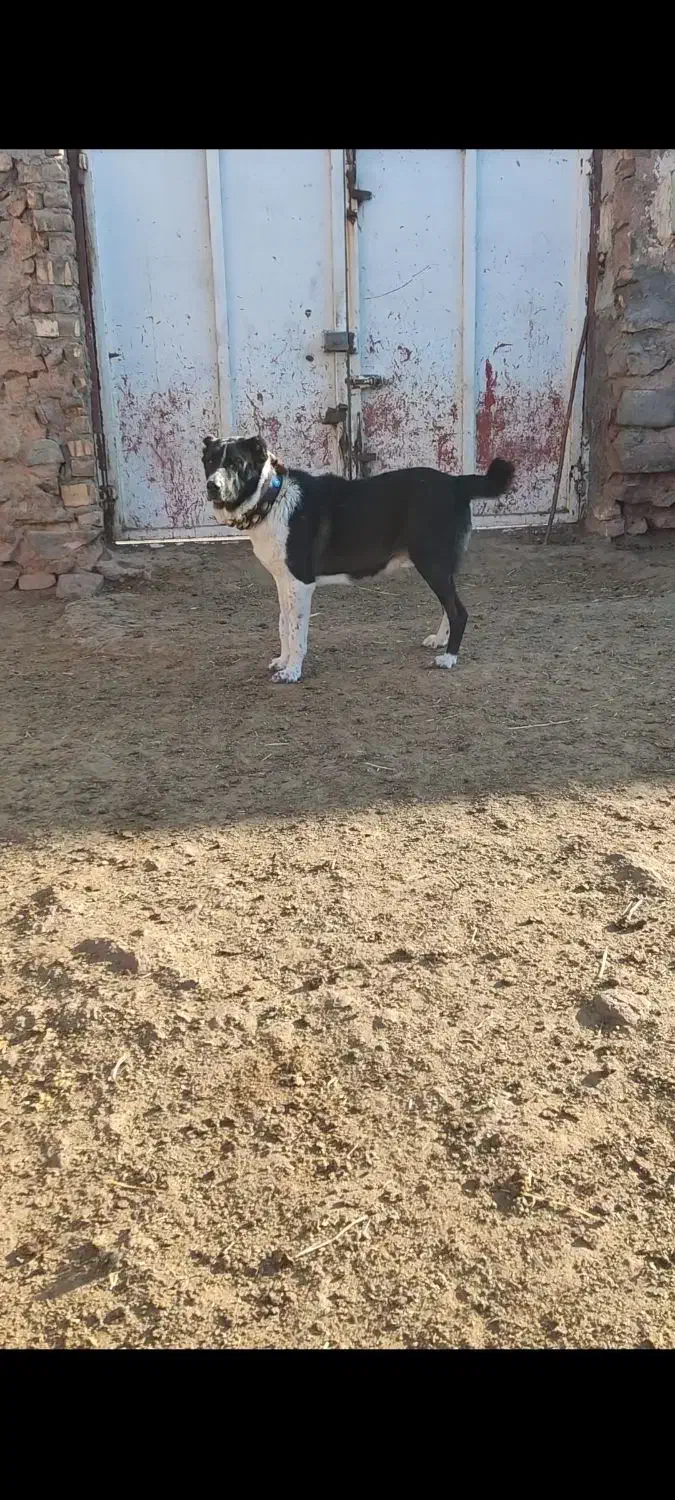 سگ چنبر گله ای به شرط همه چی|سگ|سلفچگان, |دیوار