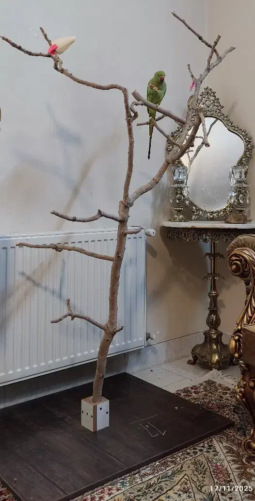 درختچه طوطی چوب پسته|لوازم جانبی حیوانات|تهران, وردآورد|دیوار