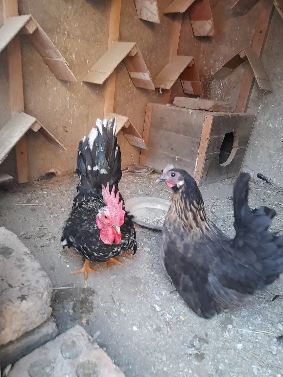 خروس مرغ جاپنیز و کوشین|حیوانات مزرعه|قرق, |دیوار