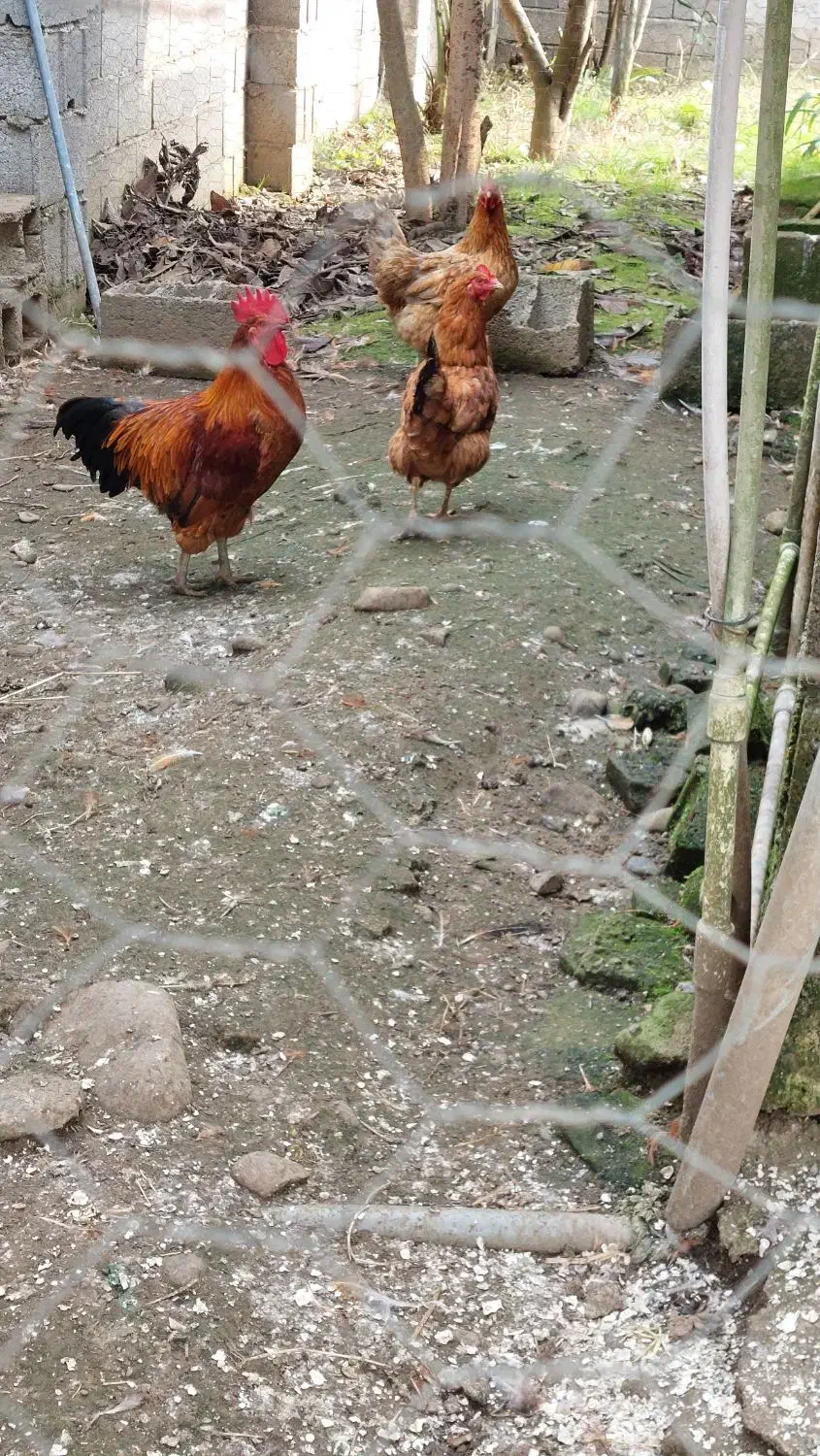 چهار مرغ ویک خروس|حیوانات مزرعه|آستانه اشرفیه, |دیوار