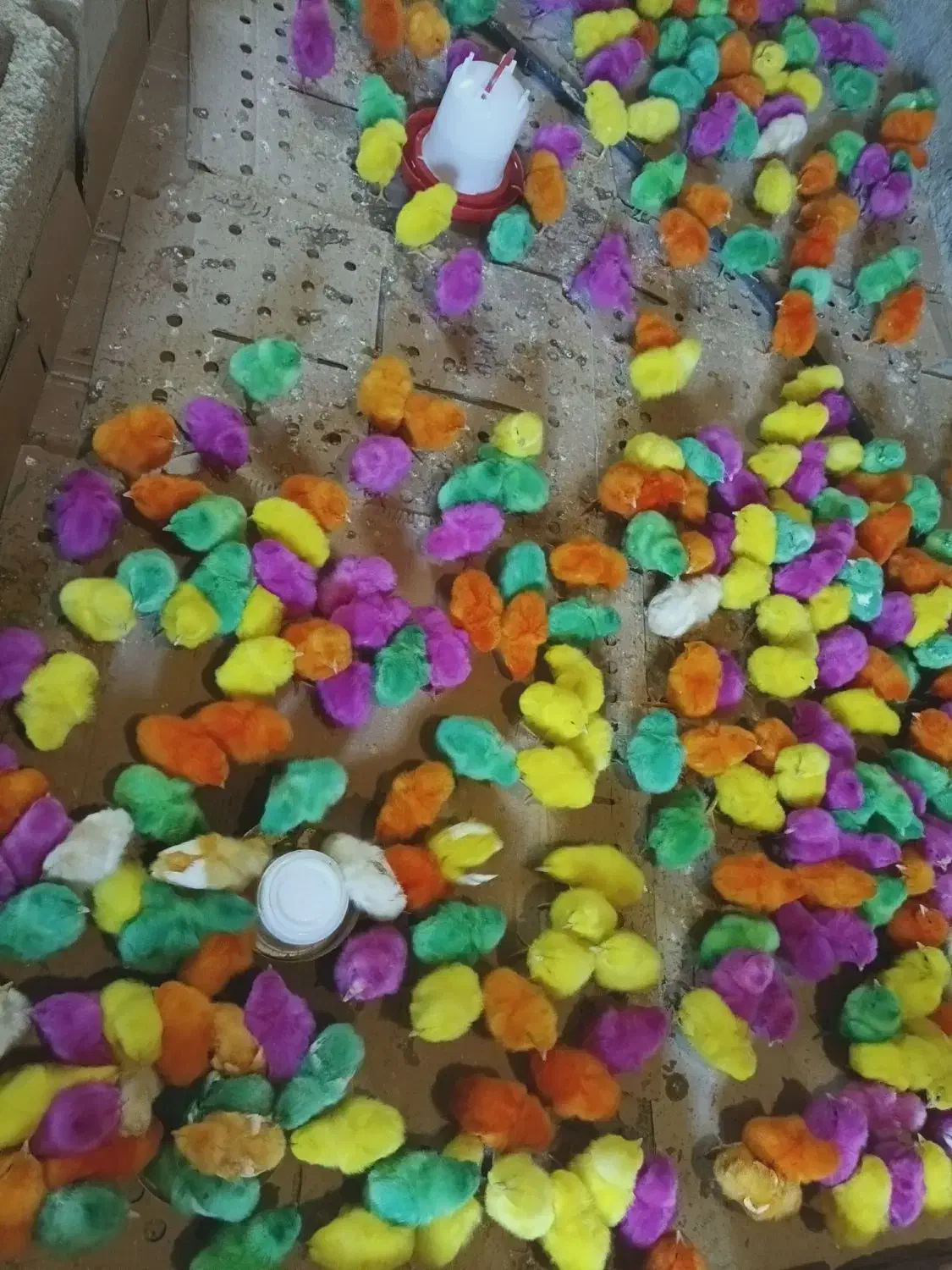 جوجه رنگی عمده ای|حیوانات مزرعه|ایرانشهر, |دیوار