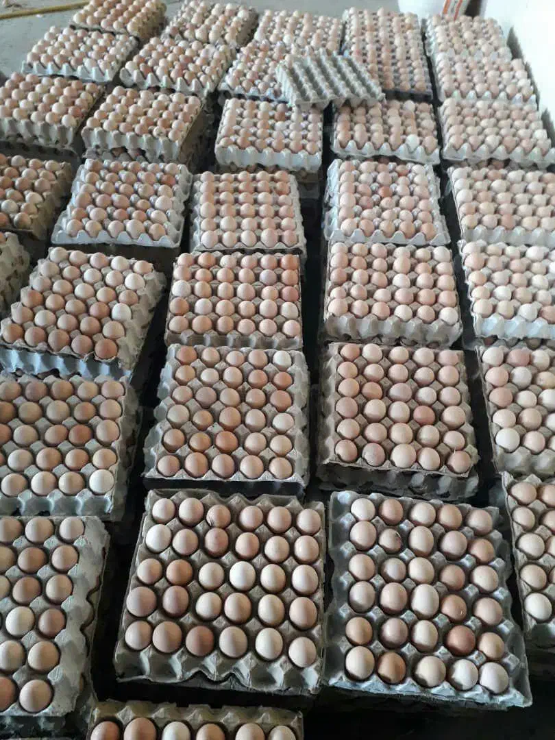 تخم مرغ رسمی تازه|خوردنی و آشامیدنی|همدان, |دیوار