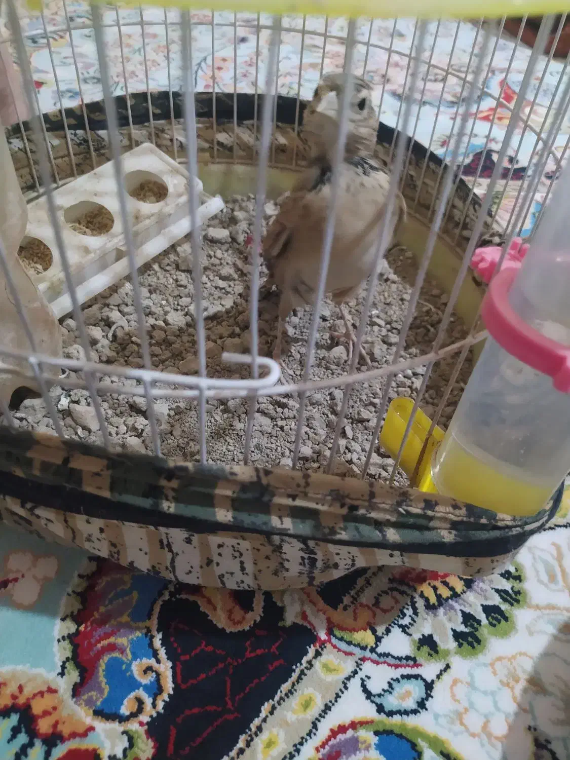 انگشتر معاوضه|زیورآلات و اکسسوری|رحمت‌آباد, |دیوار