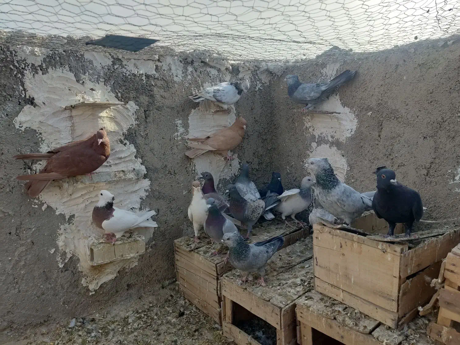 مسجدی|پرنده|درودزن, |دیوار