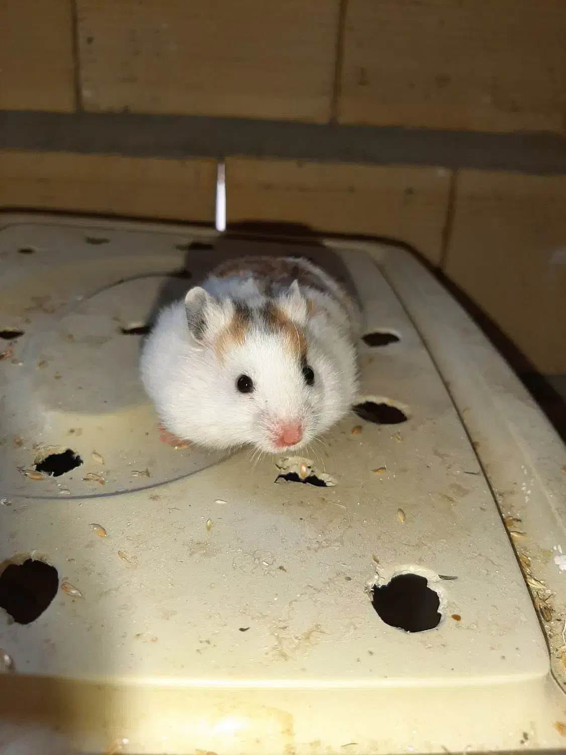 همستر|موش و خرگوش|یاسوج, |دیوار